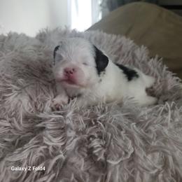 Dolly 3,500 dollars - Black and tan parti female Pomeranian puppy in Amelia, Ohio from Boujee Puff Poms