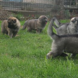 German Shepherd Puppies from Silver Raye German Shepherds
