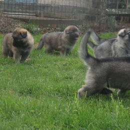 German Shepherd Puppies from Silver Raye German Shepherds