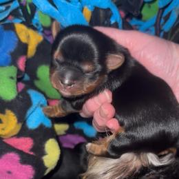 Male traditional Yorkie - Black and tan male Yorkshire Terrier puppy in Des Moines, Iowa from Diamond Yorkshire Terriers