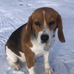 Diamond - Beagle