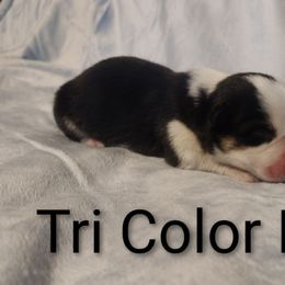 Triple Clear, OFA parents Boy - Black and tan male Pembroke Welsh Corgi puppy in Harpursville, New York from Rex Farm Corgis