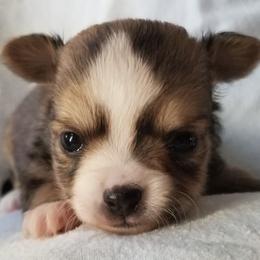 Chihuahuas from Hamby's Chihuahua's