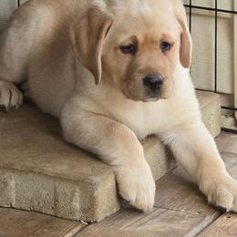 Sara - Yellow female Labrador Retriever puppy in Maynardville, Tennessee from Three Bears Labradors