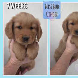 Ginger Morrible - Dark golden female Golden Retriever puppy in Driggs, Idaho from SK Golden Retrievers