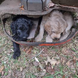 Goldendoodle Puppies from Bee At Ease Farm & Kennel