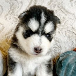 Nugget - Pomsky puppy from Pristine Pomskies