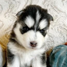 Nugget - Pomsky puppy from Pristine Pomskies