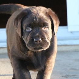 Boy 3 - Labrador Retriever puppy from Canyon Labradors