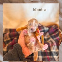 Monica - Red  female Goldendoodle puppy in New Harmony, Indiana from Cottonwood Farms