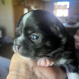 Stars - Black and tan male Chihuahua puppy in Tecumseh, Oklahoma from Callie’s Happy Chihuahuas, Callie’s Happy Treasures LLC