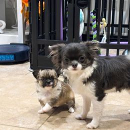 Lilly - Blue fawn female Chihuahua puppy in East Syracuse, New York from Blissful’s Chihuahuas