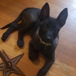 Belgian Malinois and German Shepherd Puppies from Laeknir K9