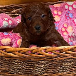 Luisa - Red  female Goldendoodle puppy in Conklin, Michigan from Lake Michigan Couture Cavapoos & Cockapoos