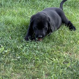 Labrador Retriever Puppies from Hunter’s Moon Retrievers