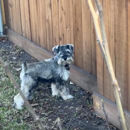 Fluffy - Miniature Schnauzer