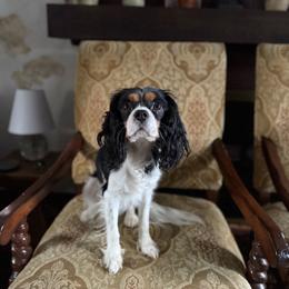 Petite - Cavalier King Charles Spaniel