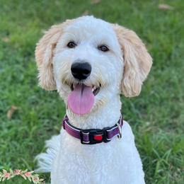 Callie - Sheepadoodle