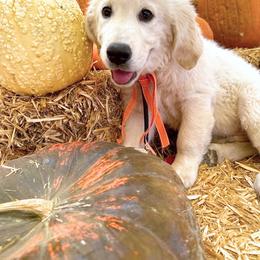 Golden Retriever puppies from Sierra View English Creams