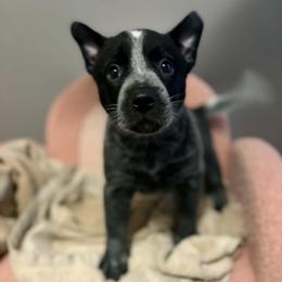 Marigold - Blue speckled female Australian Cattle Dog puppy in Monterey, Tennessee from Quarter Acre Farms