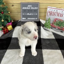 Border Collie Puppies from South Florida Stock Dogs