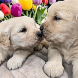 Golden Retriever puppies from Dogs of Diamond B