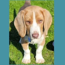 blue - Beagle