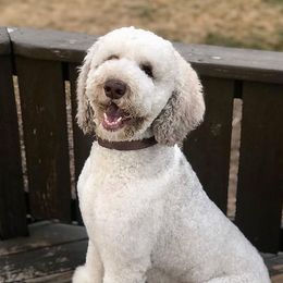 Hero  - Poodle
