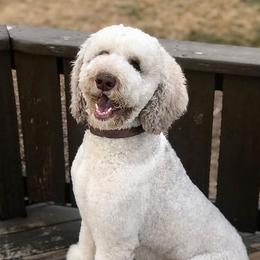 Hero  - Poodle