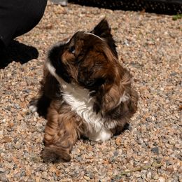 Squeak - Red female Lhasa Apso puppy in Waterford, Connecticut from Floofie Butts