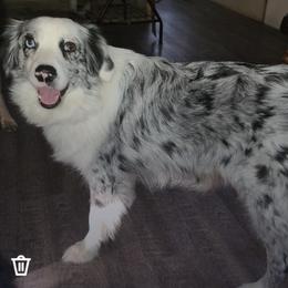 Gema - Aussiedoodle