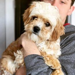 Sophie - Cavachon