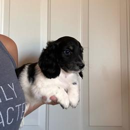 Boy 3 - Piebald male Dachshund puppy in Cheyenne, Wyoming from Great Basin Hounds
