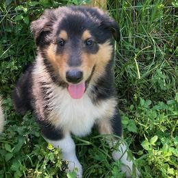 Norm - Black white and tan male Collie puppy in Yulee, Florida from Three Collie Farm