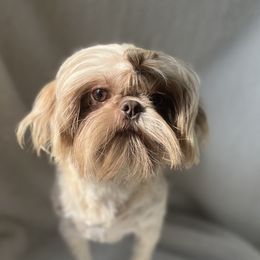 Iris - Shih Tzu