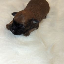 Boy 2 - Schnoodle puppy in Holmesville, Ohio from Pawsome Puppies