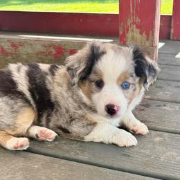 PHINEAS - Blue merle male Toy Australian Shepherd puppy in Syracuse, Indiana from Klenke Toy Aussies