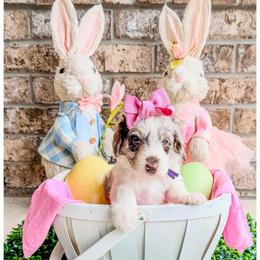 Pearl - Chocolate merle female Bernedoodle puppy in Lake City, Florida from 224 Doodles and Poodles