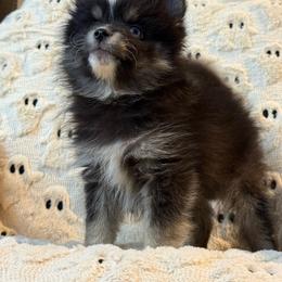 Milo - Black and white male Pomsky puppy in Casa Grande, Arizona from Arizonas Pomsky Squad