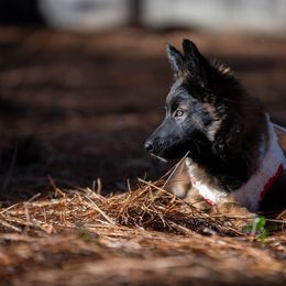 Belgian Tervuren Puppies from Golden Wind