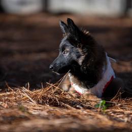Belgian Tervuren Puppies from Golden Wind