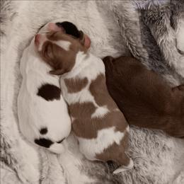 CKC cream piebald girl - Cream female Dachshund puppy in Springdale, Washington from TNT MINI DACHSHUNDS