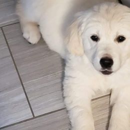 Golden Retriever Puppies from Dewbury Dream Goldens