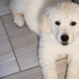 Golden Retriever Puppies from Dewbury Dream Goldens