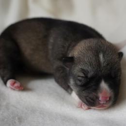 Isla - Agouti and white female Siberian Husky puppy in Wiscasset, Maine from Running with Huskies