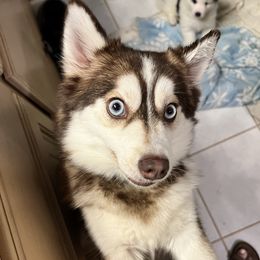 Belle - Pomsky