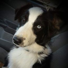 Meadow - Australian Shepherd