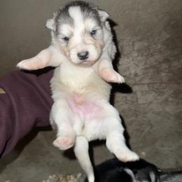 Boy 3 - Sable and white male Siberian Husky puppy in Iron River, Wisconsin from Wiemeri Siberians