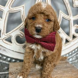 Red collar - Red male Bernedoodle puppy in Calico Rock, Arkansas from Cottrell’s Poodles & Doodles