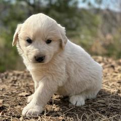 Puppy ID 17263 - White female Great Pyrenees puppy in Leicester, North Carolina from Randall Glen Pyrenees